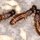 Three members of an all-female termite colony, along with cloned offspring.
